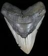 Large, Megalodon Tooth - North Carolina #59017-1